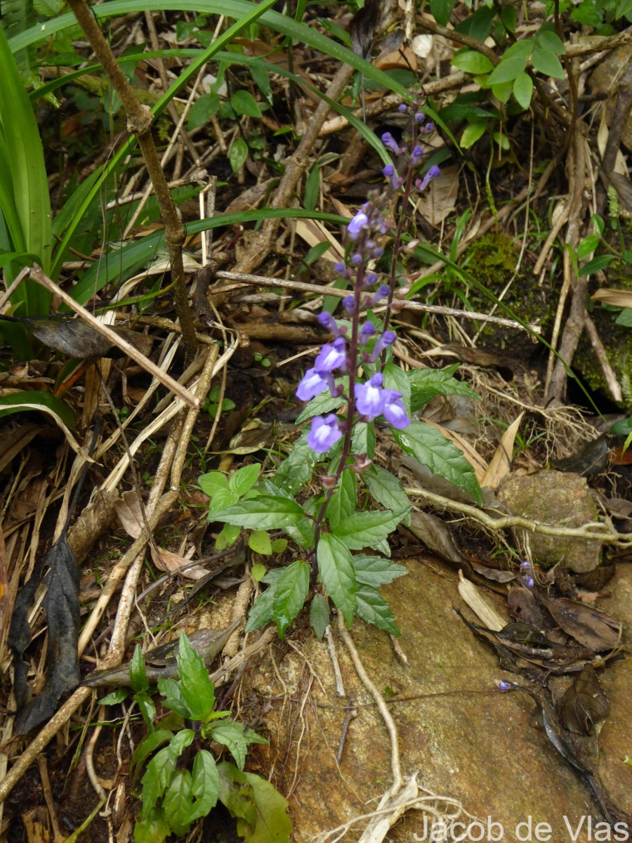 Scutellaria violacea var. violacea Heyne ex Benth.